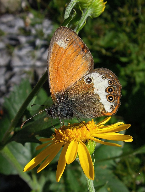 Coenonympha arcania?